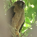 Rufous Owl is back after 7 month of silence アカチャアオバズク<br />Canon EOS 7DMK2 + EF300 F2.8L III + EF1.4xII
